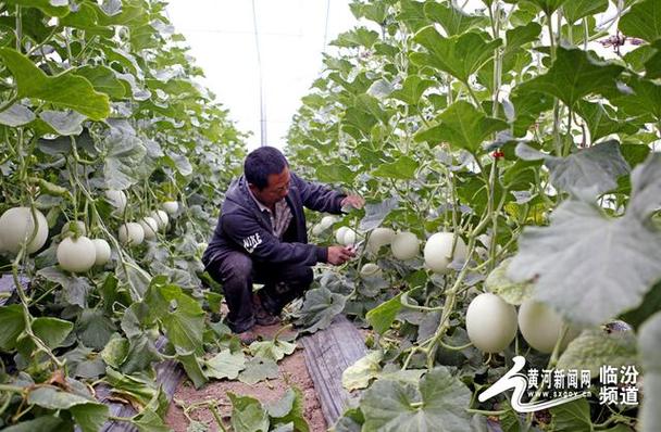 玉菇甜瓜与白玉瓜区别？（玉茹瓜的功效营养）