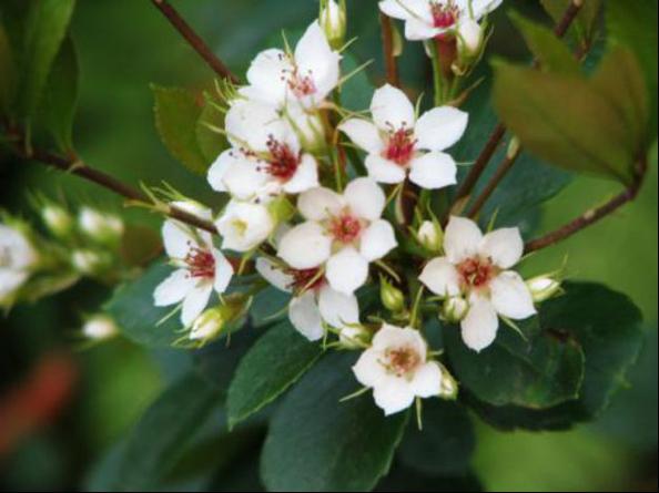 春花是什么花？（山春牛的营养）