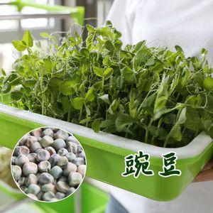 白豌豆芽苗菜和青豌豆芽苗菜功效？（白豌豆和绿豌豆的营养）