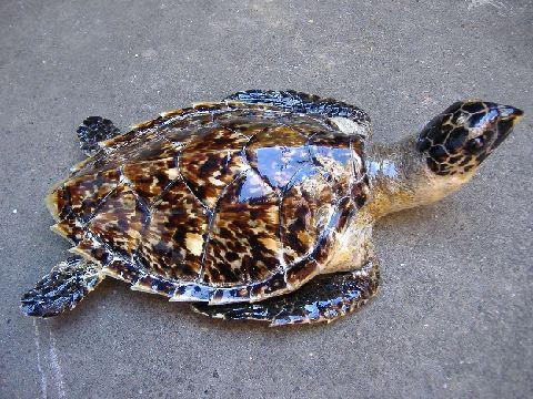 海龟玳瑁的主要食物？（海龟蛋营养）