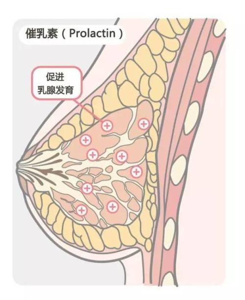 催乳素作用？（营养催乳素）