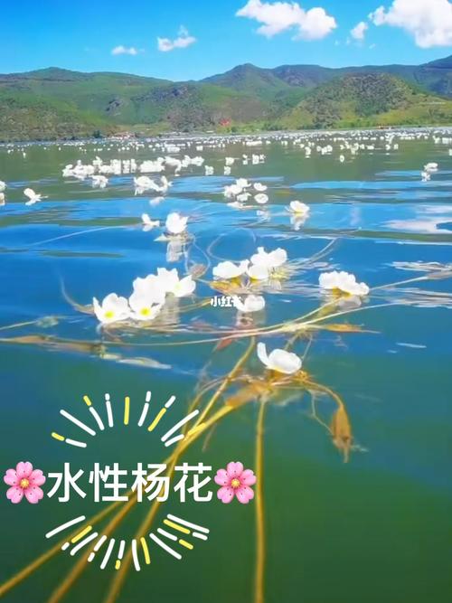 水性杨花的营养价值？（水性杨花营养价值）