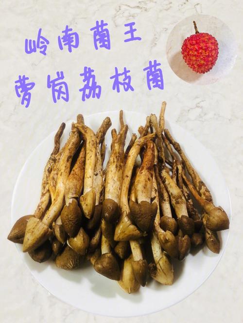 荔枝菌为什么这么贵？（荔枝菌营养价值）