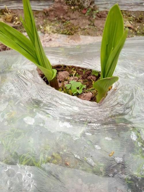 一种白芨直播育苗方法？（白芨直播营养液）