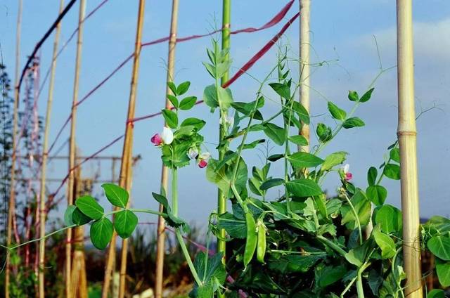 豌豆的卷须属于根茎叶的哪种变态类型？（豌豆叶营养价值）