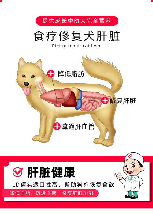 宠物犬为什么不宜吃过量肝脏？（狗肝有什么营养）