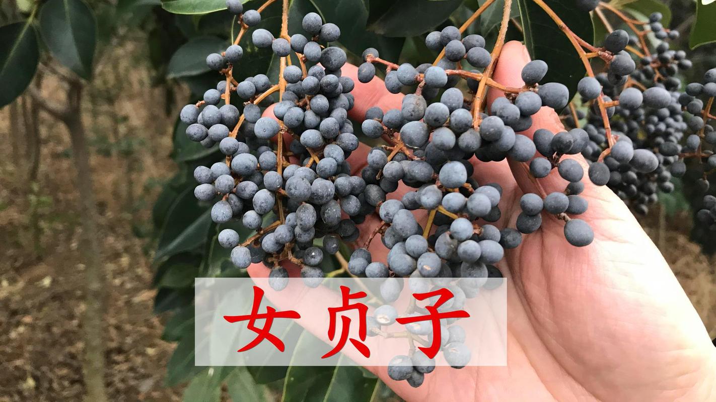 女贞子树栽植方法？（女贞子的营养）