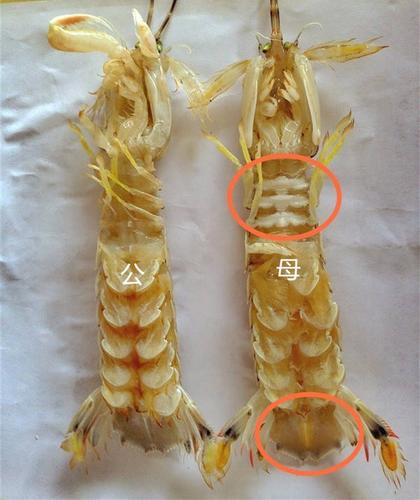 活皮虾和滑皮虾区别？（滑皮虾营养）