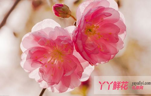 樱花能吃吗？（樱花营养）