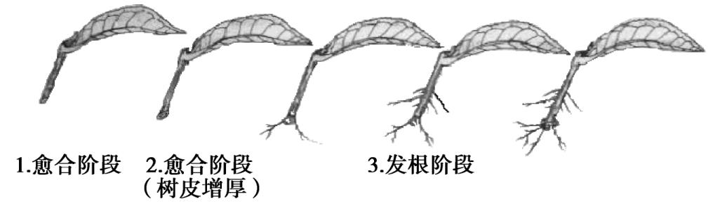 果树苗木实生繁殖和无性繁殖方法及基本原理？（营养繁殖是有性繁殖）