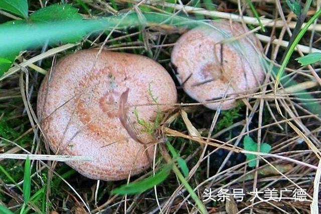 茅草菇的学名是什么？（松乳菇的营养价值）