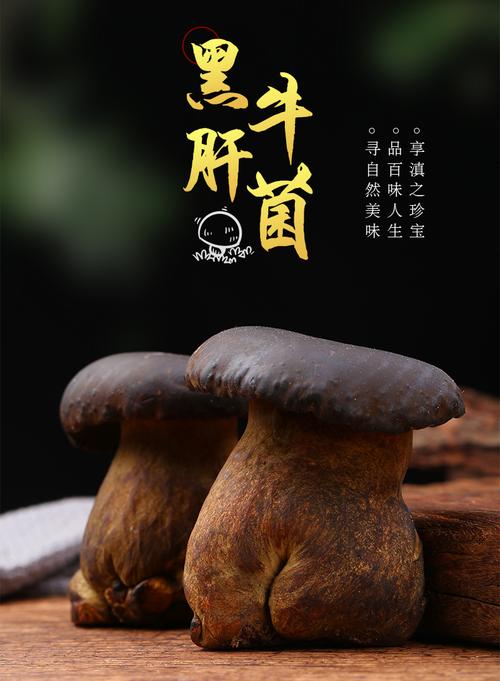 新鲜牛肝菌营养价值？（黑牛肝菌的营养）