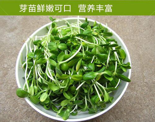 芽类菜有哪些？（油葵芽菜的营养价值）