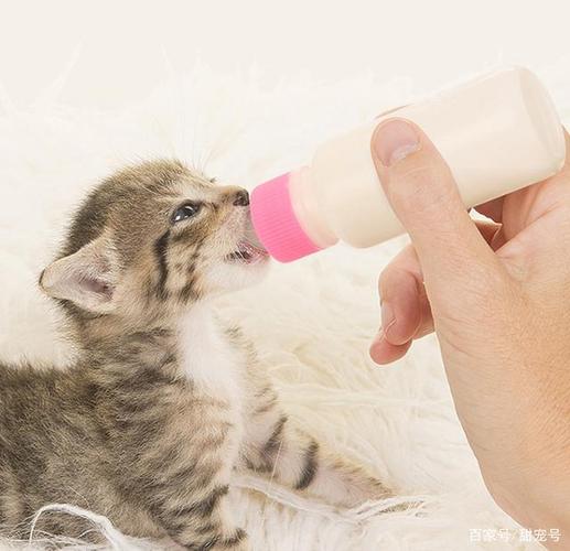 20天幼猫可以吃肉吗？（奶猫可以吃营养膏吗）