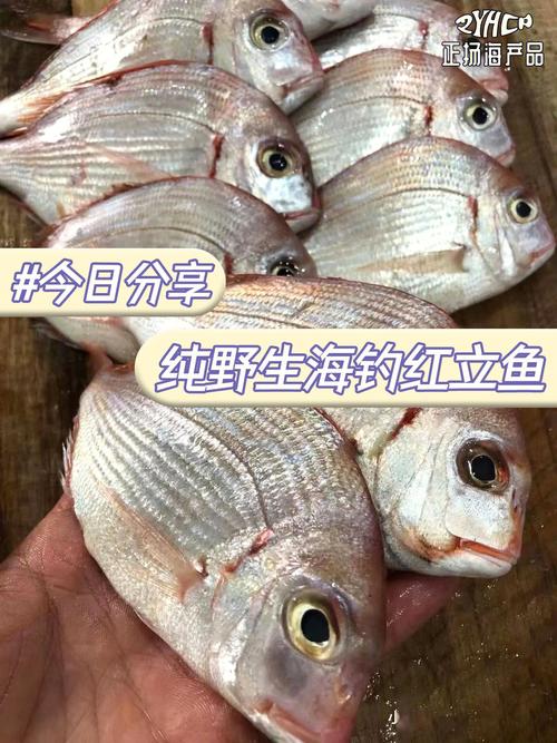 海南本月适合吃的鱼？（红立鱼营养）