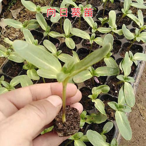 葵花苗能吃吗？（芽苗有什么营养）