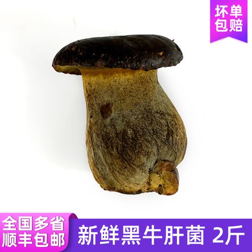 牛肝菌黑的好还是黄的好？（黑牛肝菌的营养价值）