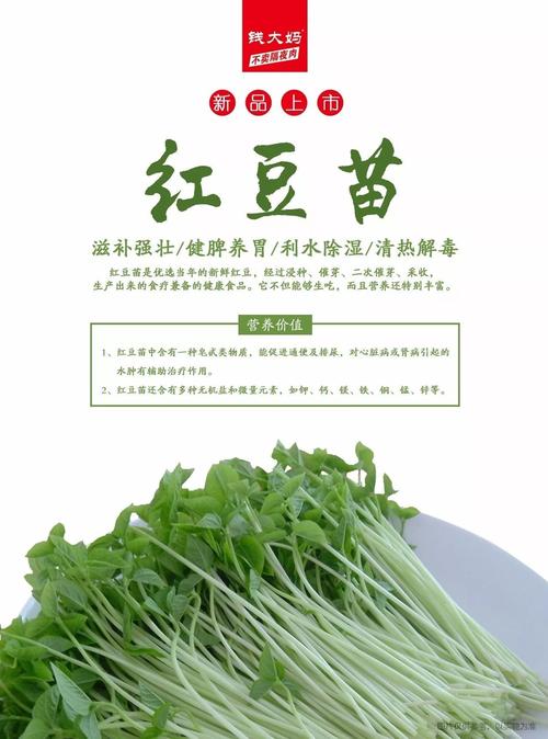 红豆苗的特点？（红豆苗营养）