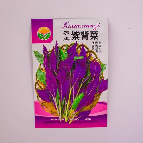 像生菜一样紫色的叶子是什么菜？（紫背菜的营养价值）