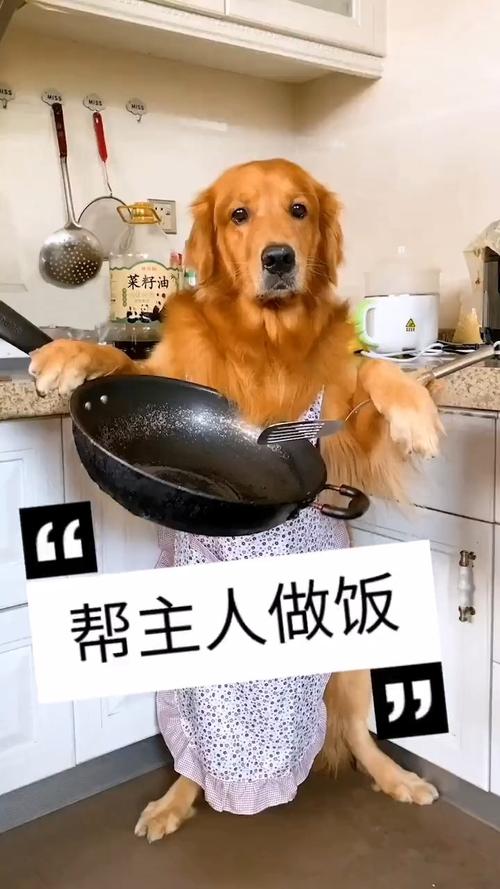 该怎么给狗狗做饭？（鸭边腿营养）