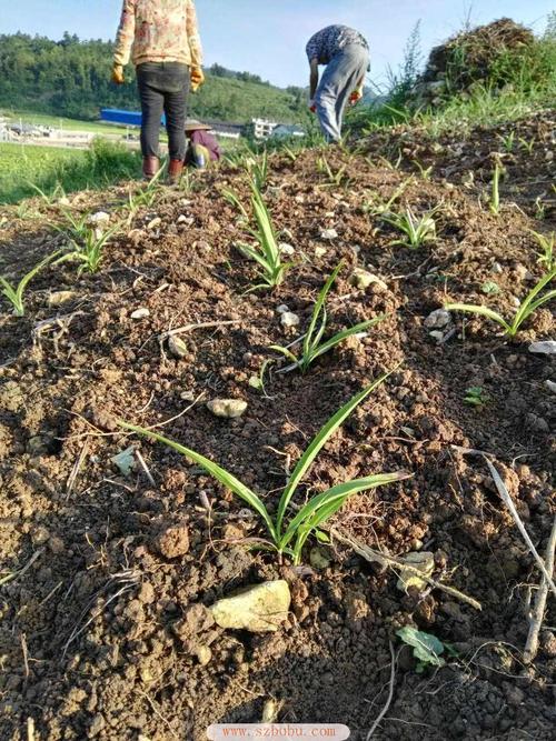 白芨的种植技术与亩产量？（白芨营养粉）