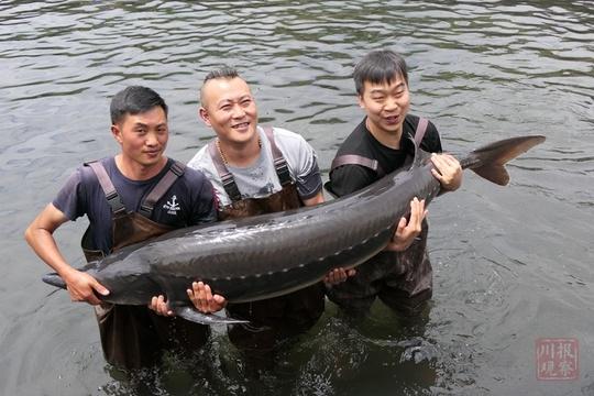 中华鲟人工养殖可以吃吗？（鲟龙鱼有什么营养价值）