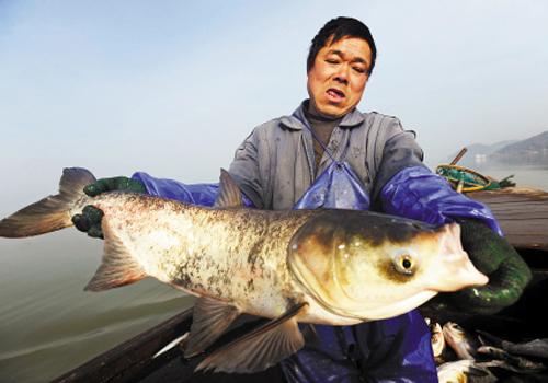 花鲢鱼野生的和养殖的有什么区别？（花莲鱼营养价值）