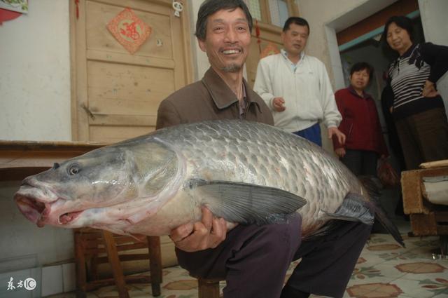 青鱼的营养价值及禁忌？（青鱼头营养）