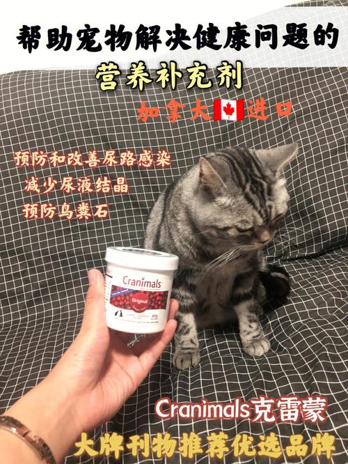 猫咪可以吃干海带粉吗？（猫用营养粉）