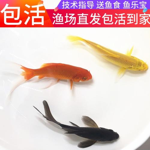 观赏鲤鱼喂什么食？（草鲤鱼营养）