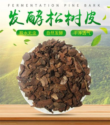 松树内皮可以食用吗？（松树皮营养价值）