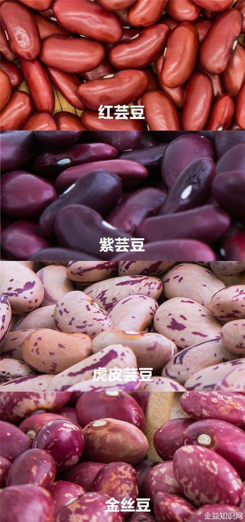 菜豆象的食性？（紫皮芸豆的营养价值）