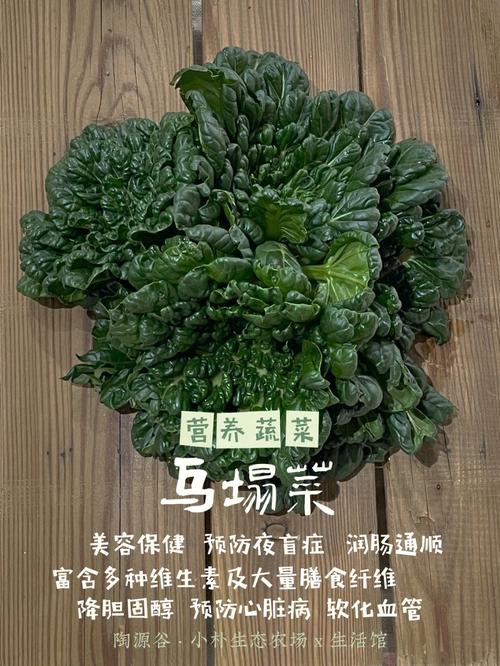 乌塌菜的营养价值是什么？（鲜菜营养）