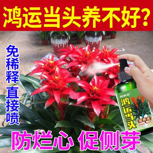 鸿运当头开花时可以用营养液？鸿运当头开花时？（鸿运当头的营养液）