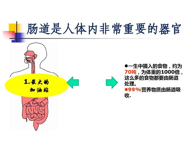 人体哪个器官接受营养？（肠内营养有哪些）