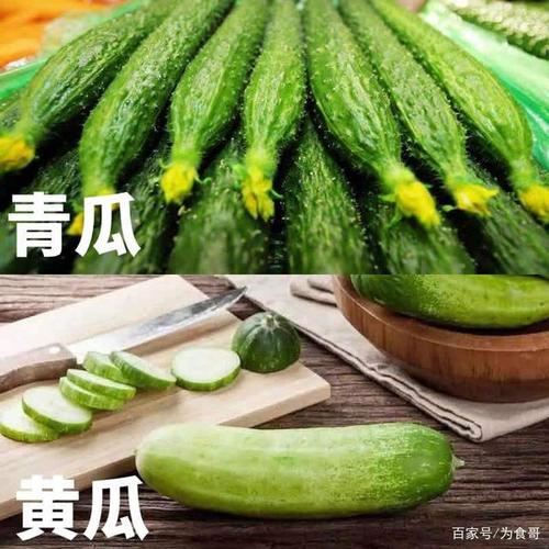 白黄瓜和青黄瓜有区别吗？（白黄瓜营养价值及功效）