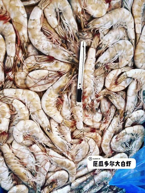 5月份的厄多尔瓜大虾可以吃吗？（厄瓜多尔虾的营养价值）