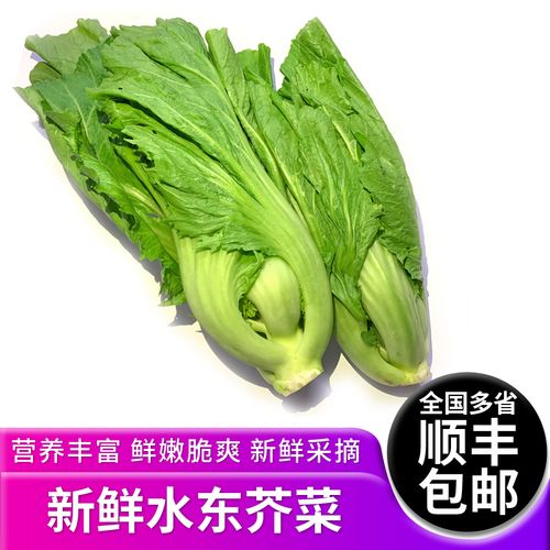 水东芥菜和芥菜的区别？（水东芥菜营养价值）