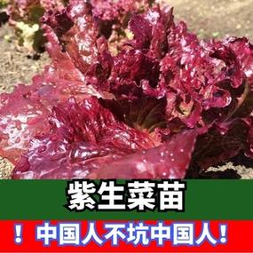 紫叶生菜家庭盆栽法？（紫叶生菜营养）