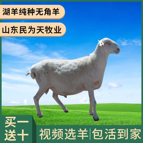 湖羊和山羊哪个肉质好？（湖羊肉的营养）