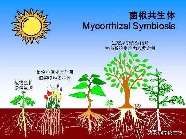 营养繁殖分哪几种类型？（营养体变态）