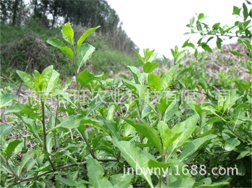 叶用枸杞种植前景？（叶用枸杞的营养含量）