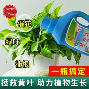 绿植营养液使用方法？（绿箩营养液怎么用）