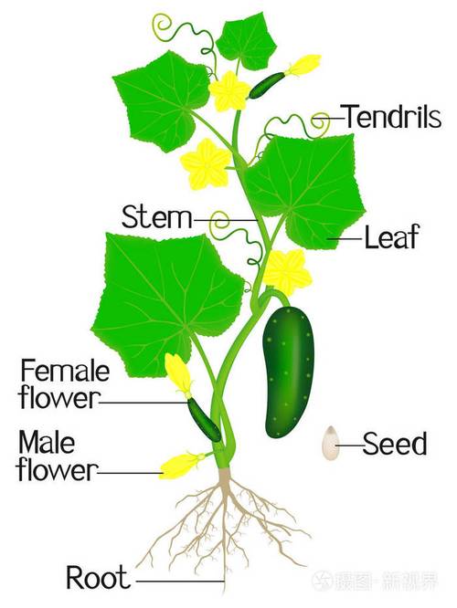 一棵完整的黄瓜植株是由哪些部分组成的？（黄瓜的营养器官）