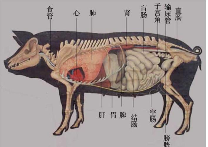 猪回肠的营养？（回肠营养吸收）