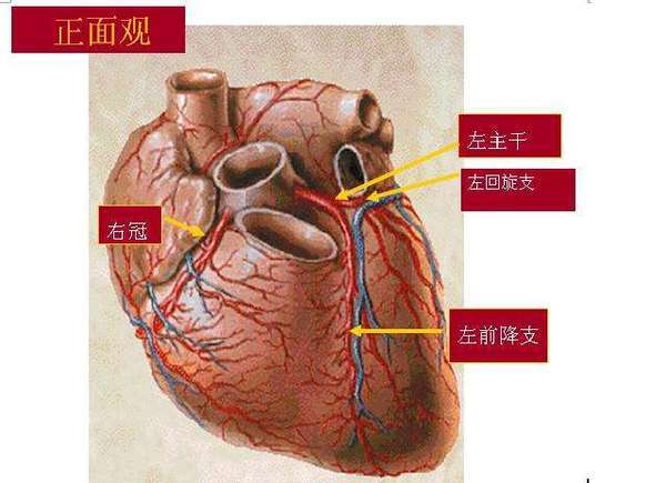 冠状动脉左前降支在心脏哪个部位？（左冠状动脉营养的部位）