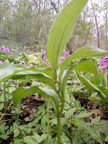 山糜子野菜营养价值？（什么野菜营养高）