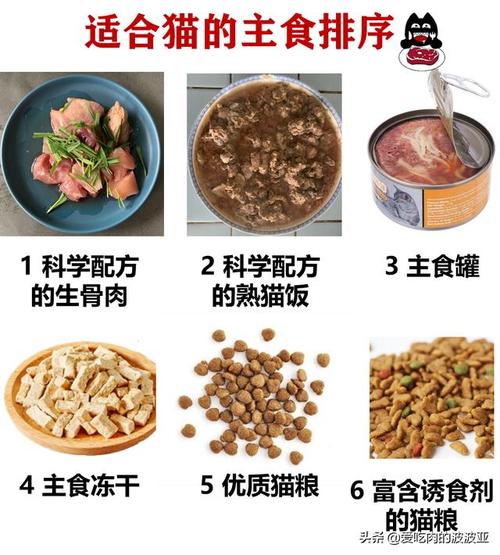 怀孕的猫吃什么？（猫食物 营养）