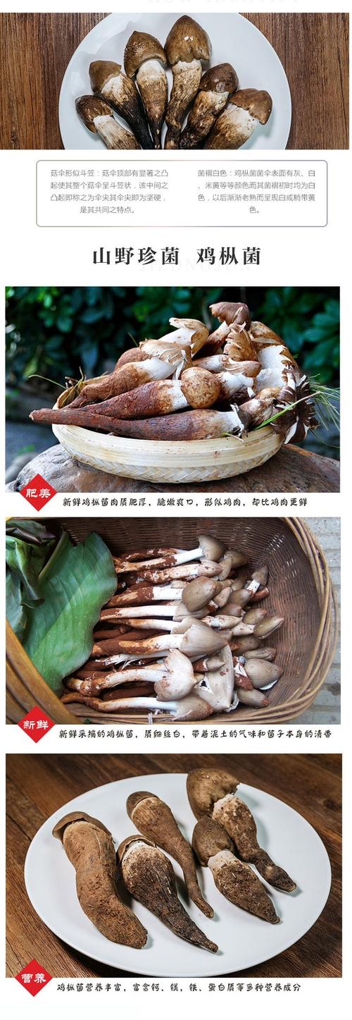 可食用的野生菌？（鸡枞的营养价值）