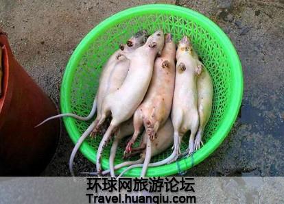 吃山老鼠肉犯法吗？（山老鼠营养价值）